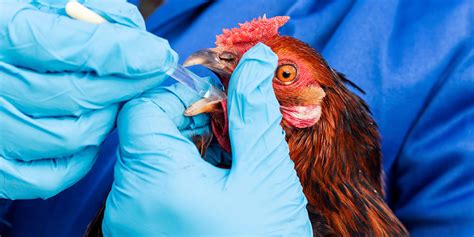 Gamefowl Heath: Vaccination 101 .